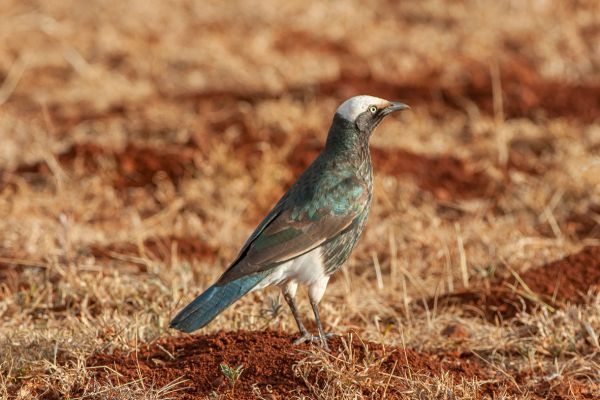 White-crowned Starling