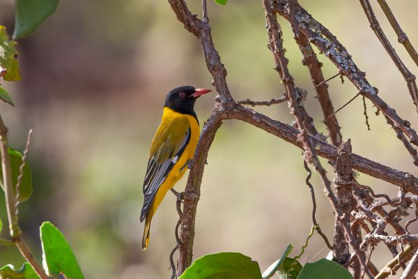 African Black-headed Oriole