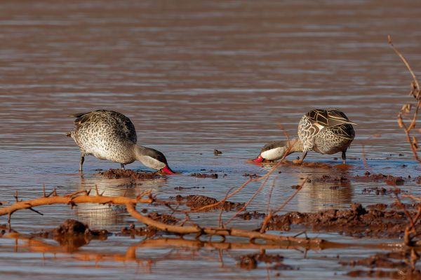 Red-billed Duck