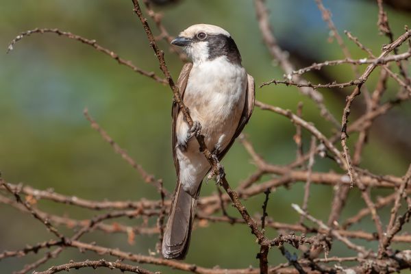 White-rumped Shrike