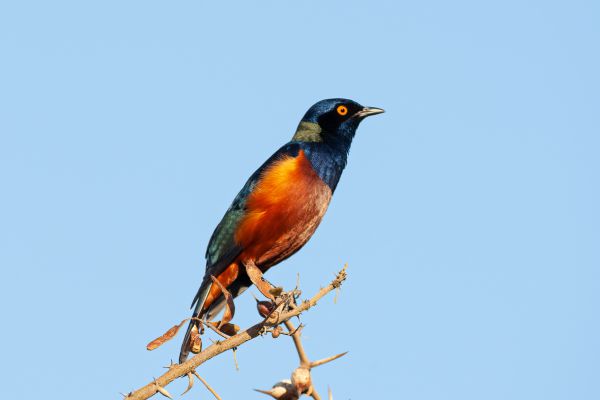 Shelley's Starling