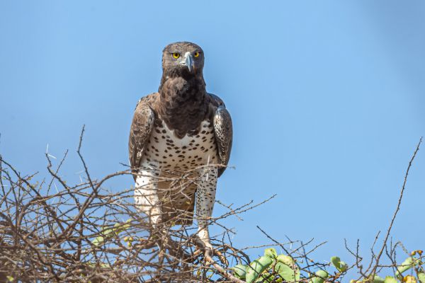 Martial Eagle