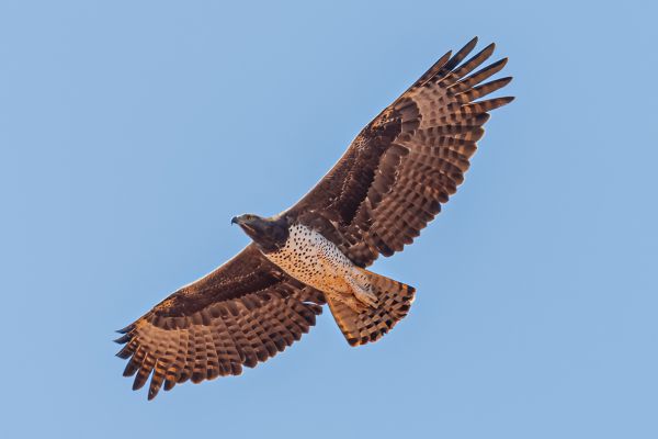 Martial Eagle