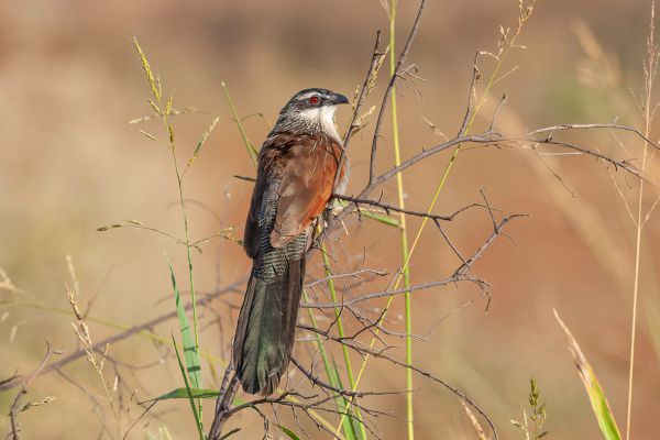 White-browed Coucal