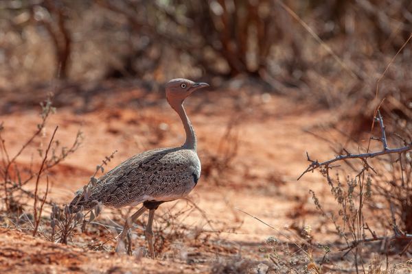 Red-crested Bustard
