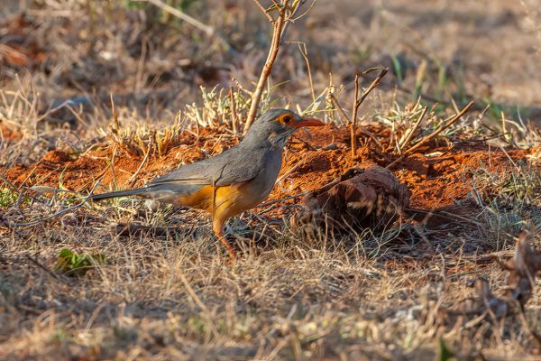 Bare-eyed Thrush 