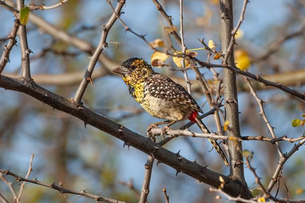 D'Arnaud's Barbet 