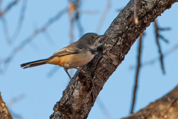 Banded Warbler