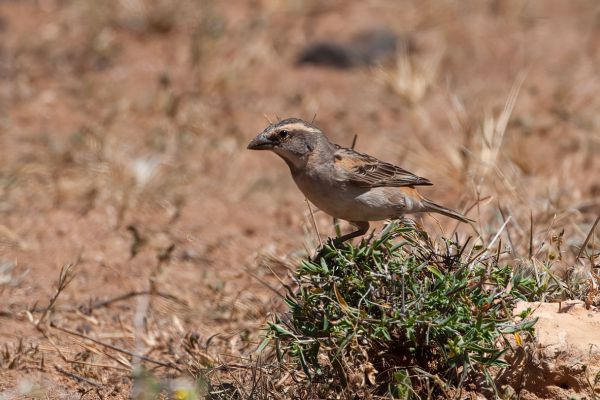Chestnut Sparrow