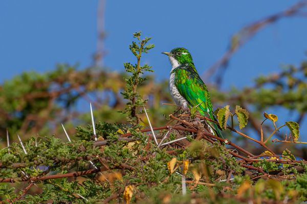 Klaas's Cuckoo