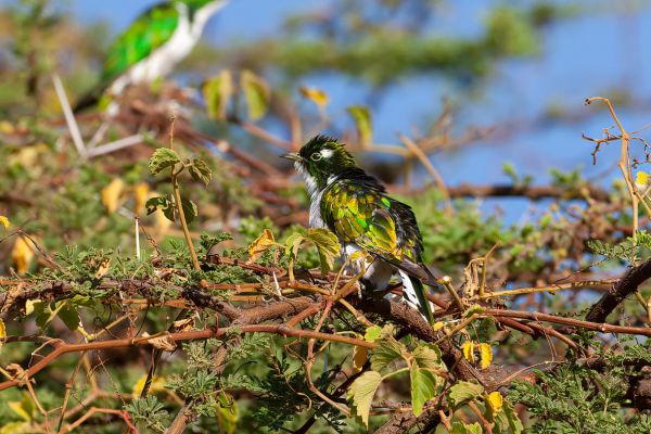 Klaas's Cuckoo