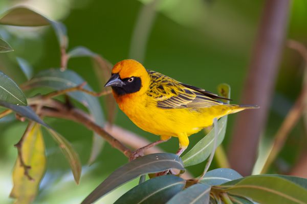 Lesser Masked Weaver
