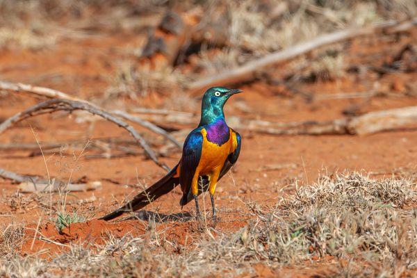 Golden-breasted Starling