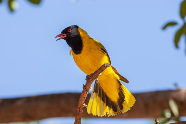 African Black-headed Oriole