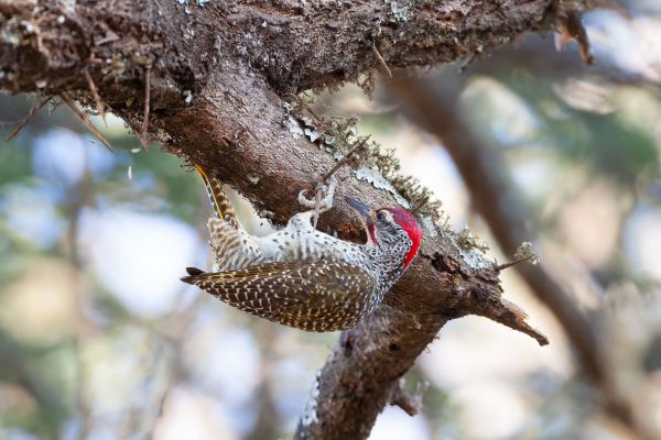 Nubian Woodpecker