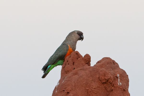 Red-bellied Parrot
