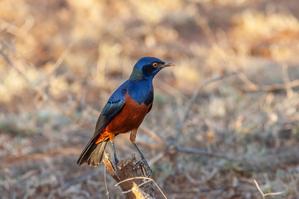 Shelley's Starling