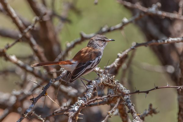 Red-backed Scrub-Robin