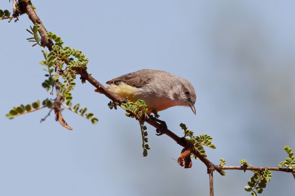 Yellow-bellied Eremomela