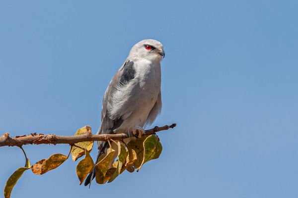 Black-shouldered Kite