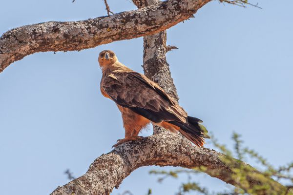 Tawny Eagle