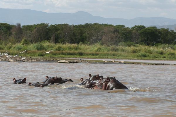 Hippo (Lake Chamo)