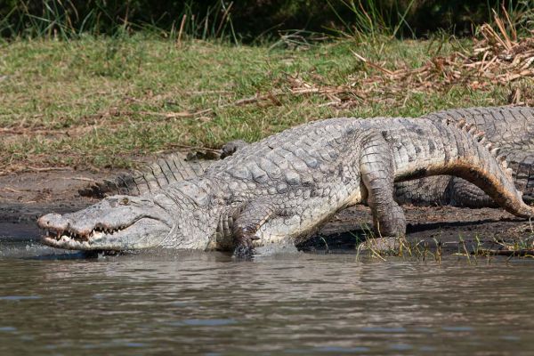 This crocodile is getting ready