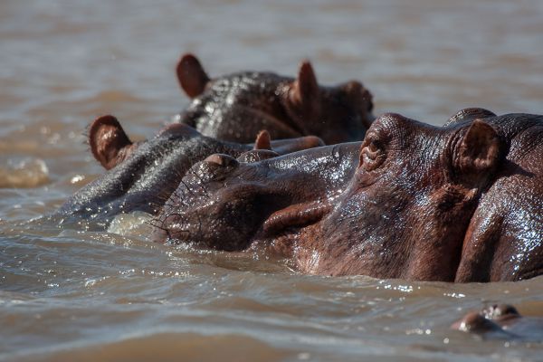 Hippo (Lake Chamo)
