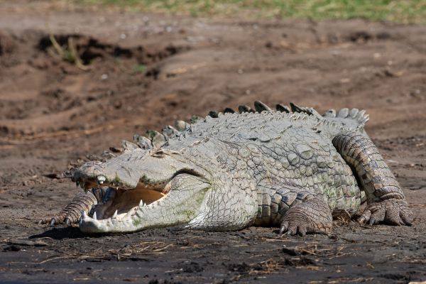 Nile Crocodile (Lake Chamo)