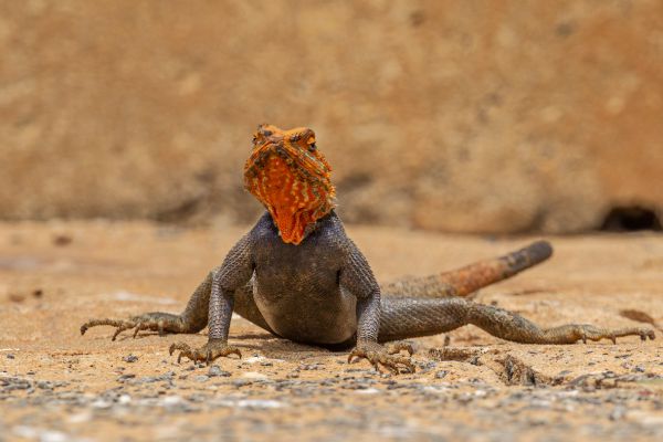 Agama 