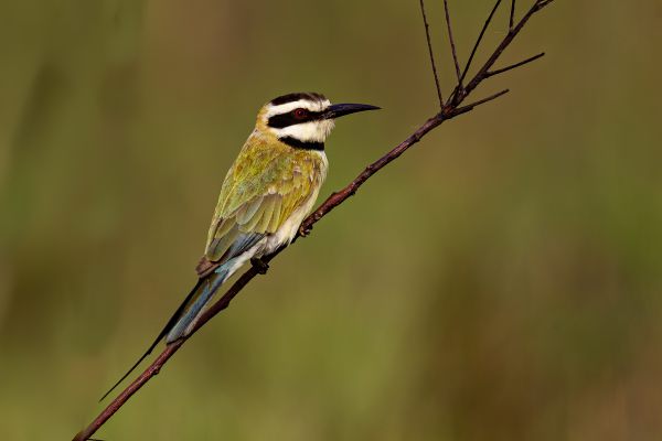 White-throated Bee-eater