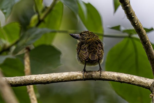 Geelparel-baardvogel