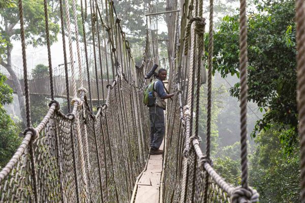 Canopy walk Kakum NP