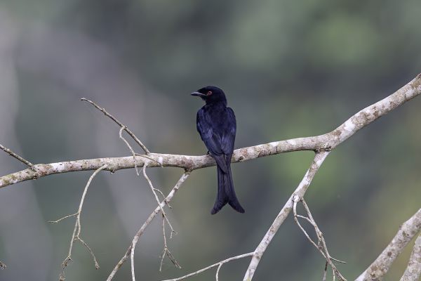 Treurdrongo