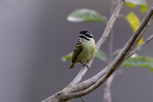 Geelstuitketellapper