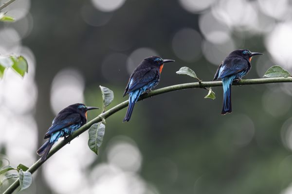 Zwarte Bijeneter
