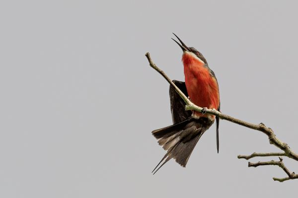 Roze Bijeneter