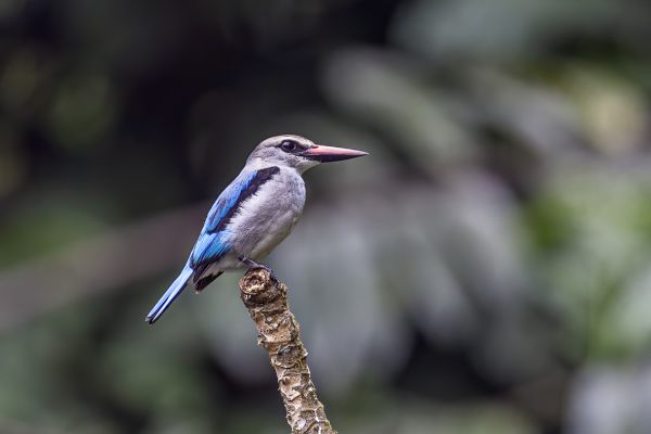 Senegalijsvogel