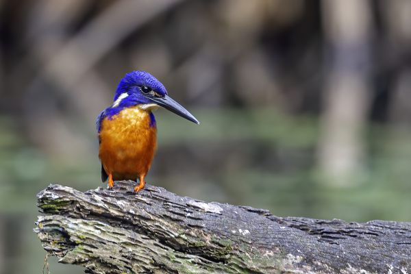 Glansijsvogel