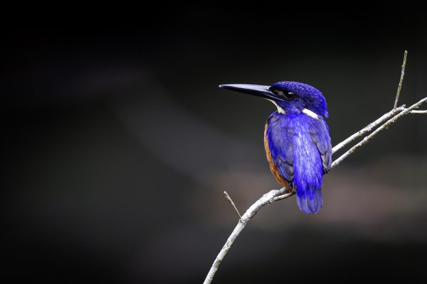 Glansijsvogel