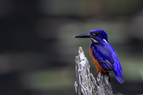 Glansijsvogel