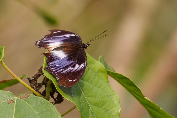 Butterfly unknown