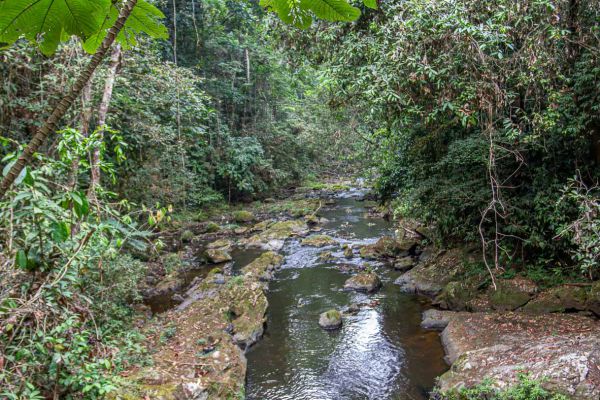 Ankasa Rainforest