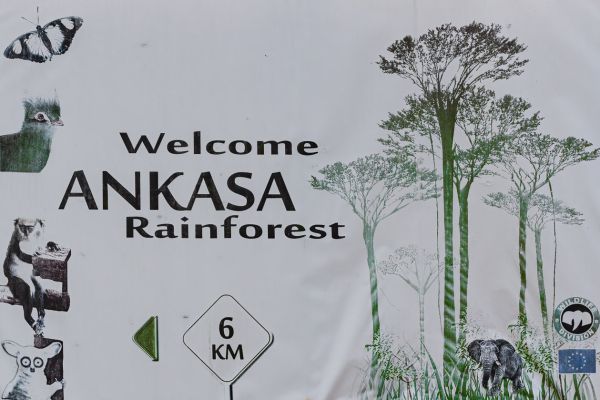 Ankasa Rainforest