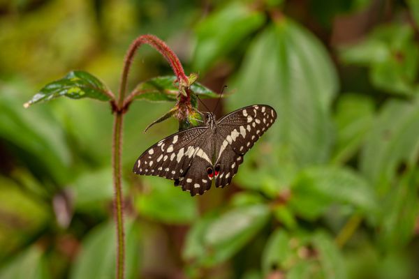 Butterfly unknown