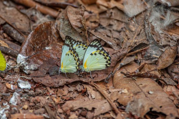Butterfly unknown