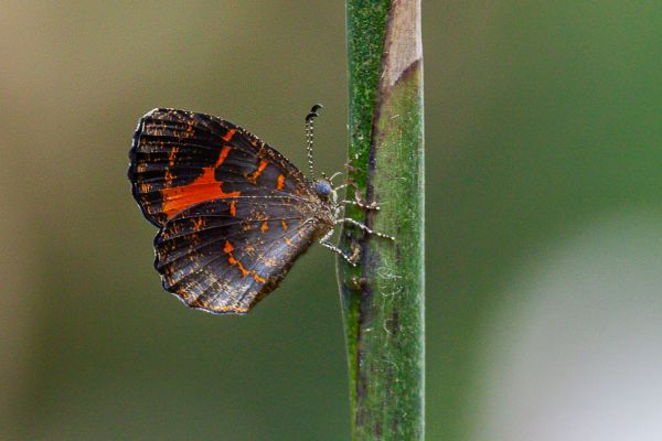 Butterfly unknown