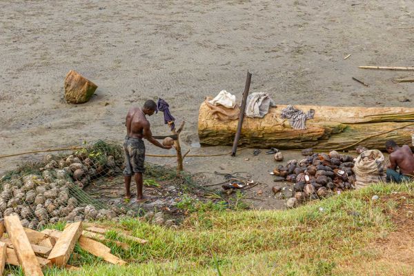 Shelling coconuts
