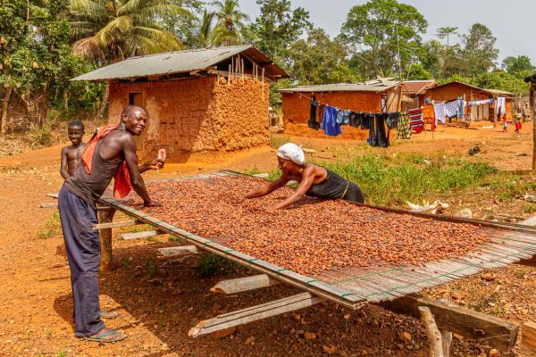 Cocoa production