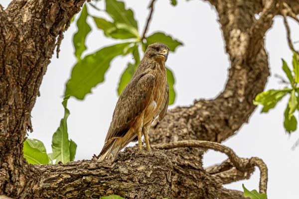 Sprinkhaanbuizerd